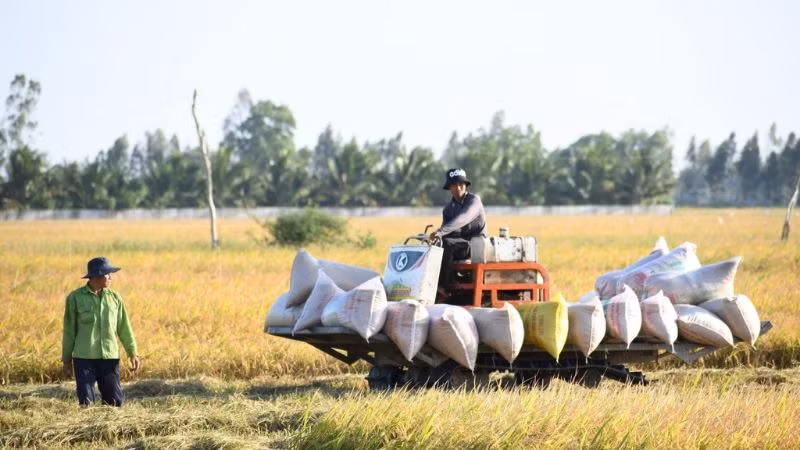 Tại Kiên Giang, năng suất lúa đạt 8-9 tấn/ha. Tại Kiên Giang, năng suất lúa đạt 8-9 tấn/ha.