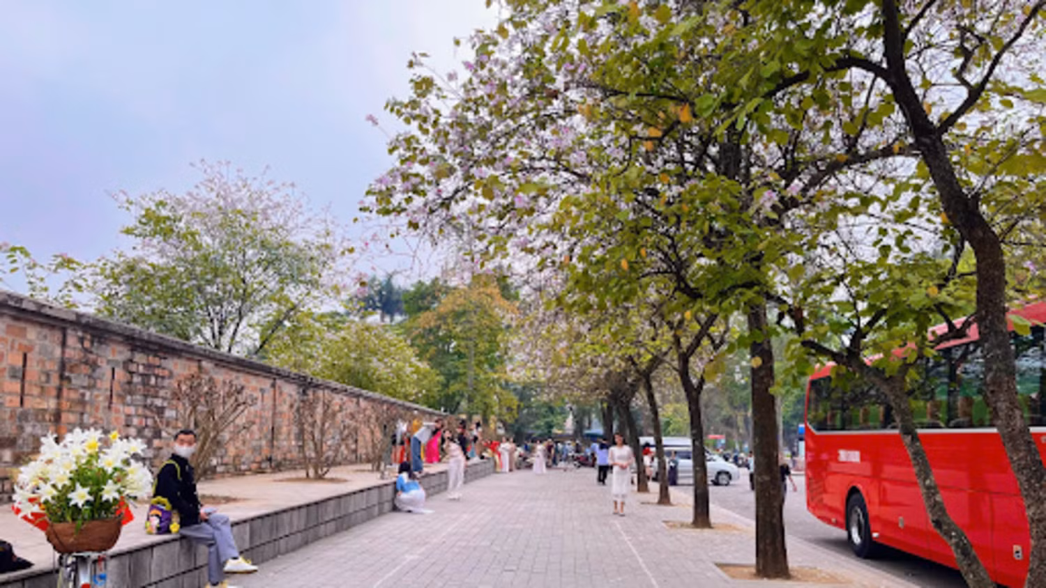 Dãy hoa ban trên đường Hoàng Diệu (quận Ba Đình) dài khoảng 100m với hàng chục cây bung nở đồng loạt là điểm thu hút đông đảo du khách trong tháng ba. Dãy hoa ban trên đường Hoàng Diệu (quận Ba Đình) dài khoảng 100m với hàng chục cây bung nở đồng loạt là điểm thu hút đông đảo du khách trong tháng ba.
