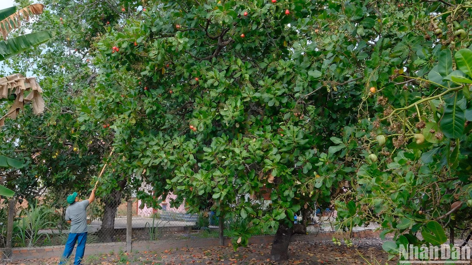 Nông dân Bình Phước thu hoạch điều.