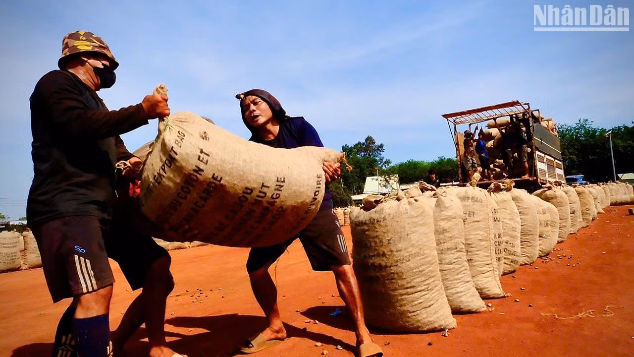 Mỗi bao điều đã phơi khô nặng hơn 80 đến 100kg.