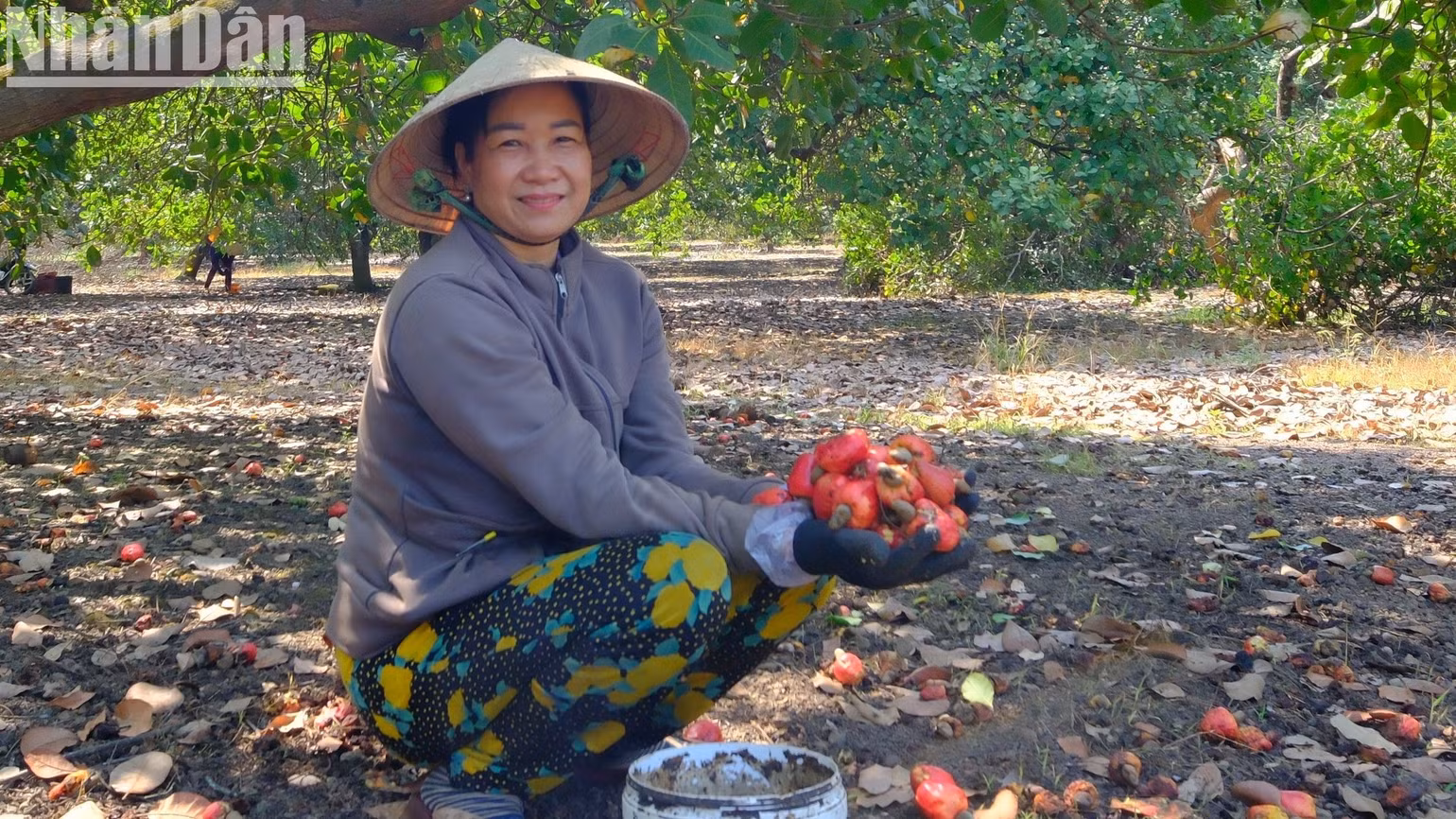 Những ngày mùa, người dân nông nhàn đi thu hoạt thuê mỗi ngày cũng kiếm được trung bình 400 nghìn đồng.