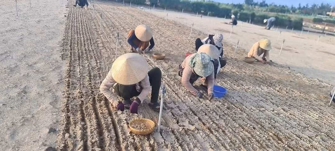 Mùa trồng tỏi tháng 10. Mùa trồng tỏi tháng 10.