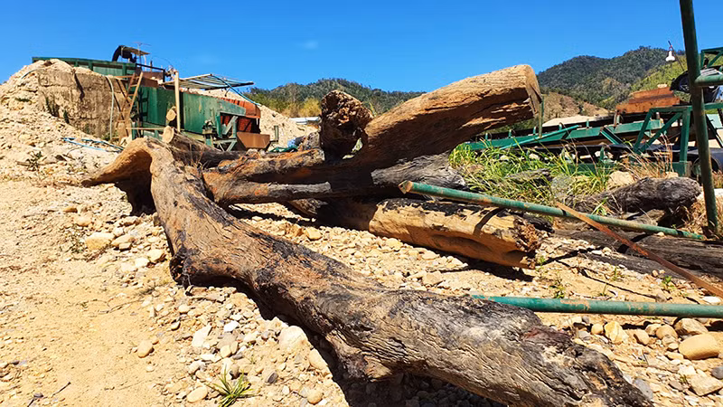 Gỗ lậu được lâm tặc dùng máy móc khai thác cát để che giấu. Gỗ lậu được lâm tặc dùng máy móc khai thác cát để che giấu.