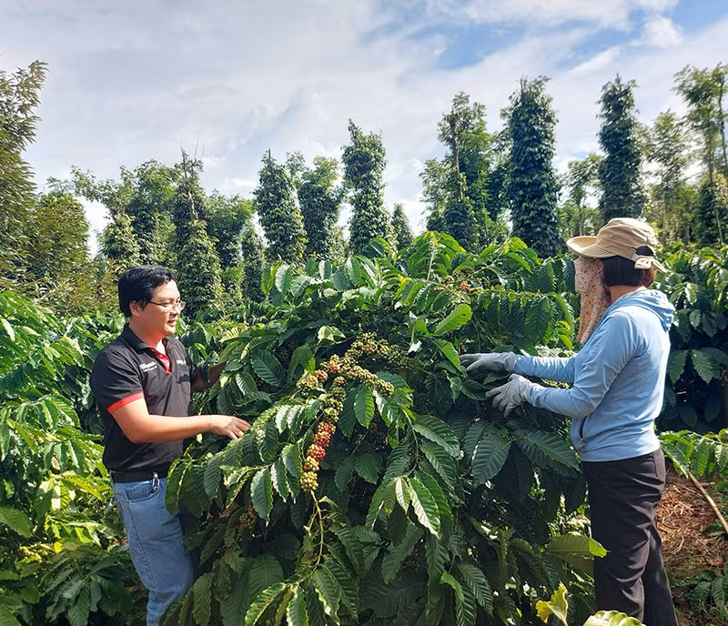 Nhiều doanh nghiệp xuất khẩu nông sản, trong đó có doanh nghiệp cà-phê đẩy mạnh liên kết với các hộ nông dân nhằm xây dựng chuỗi sản xuất và xuất khẩu bền vững.