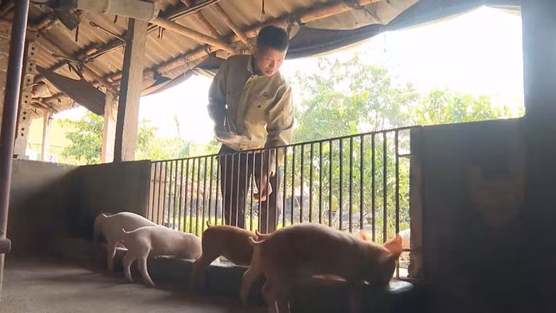Từ nguồn vốn vay ưu đãi, anh Tú đầu tư chuồng trại chăn nuôi lợn, nuôi ốc, tạo việc làm tăng thu nhập cho gia đình.