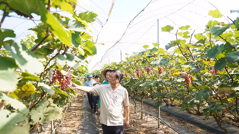 Bộ trưởng Bộ Nông nghiệp và Phát triển nông thôn Lê Minh Hoan tham quan mô hình trồng nho tại HTX Nông nghiệp ứng dụng công nghệ cao xã Đồng Du, Bình Lục. Bộ trưởng Bộ Nông nghiệp và Phát triển nông thôn Lê Minh Hoan tham quan mô hình trồng nho tại HTX Nông nghiệp ứng dụng công nghệ cao xã Đồng Du, Bình Lục.