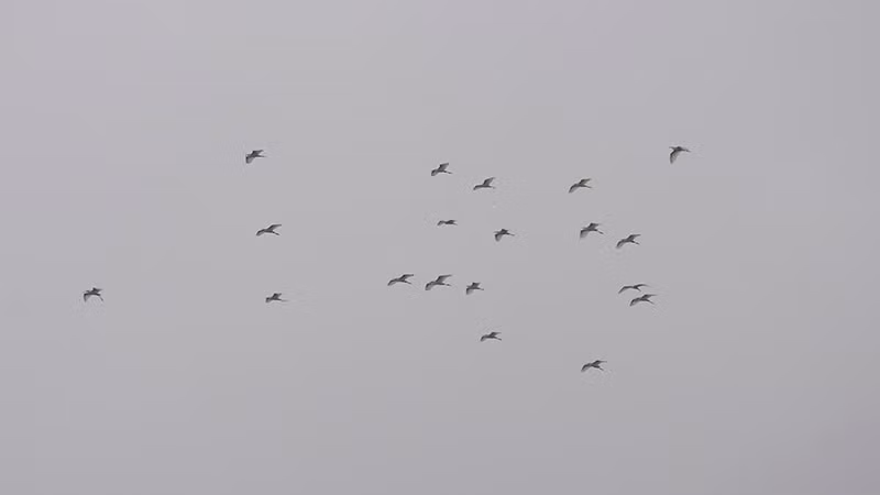 Khi đàn chim trở về. Khi đàn chim trở về.