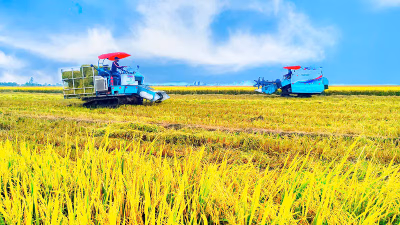 Thu hoạch lúa chất lượng cao, phát thải thấp tại huyện Vĩnh Thạnh, thành phố Cần Thơ. Thu hoạch lúa chất lượng cao, phát thải thấp tại huyện Vĩnh Thạnh, thành phố Cần Thơ.