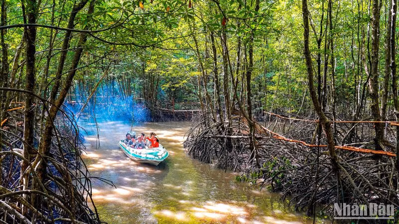 Du khách đến đây được trải nghiệm những tour xuyên rừng đước rất hấp dẫn.