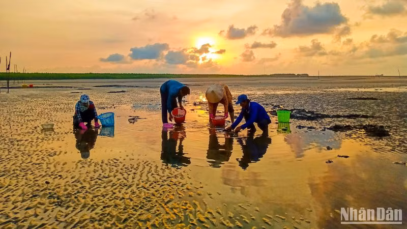 Bà con xã viên, Hợp tác xã nuôi nghêu Đất Mũi thu hoạch nghêu thương phẩm.