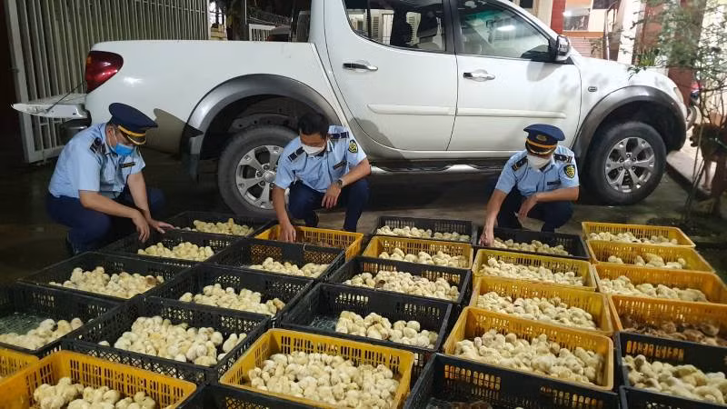 Công chức Đội quản lý thị trường số 3, đóng trên địa bàn huyện Lộc Bình, phối hợp với các lực lượng phát hiện, bắt giữ hàng nghìn con giống vịt nhập lậu. Công chức Đội quản lý thị trường số 3, đóng trên địa bàn huyện Lộc Bình, phối hợp với các lực lượng phát hiện, bắt giữ hàng nghìn con giống vịt nhập lậu.