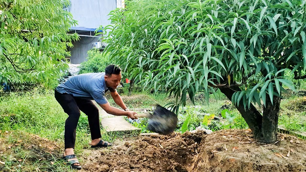 Với những cây đào còn lại, các gia đình tập trung chăm sóc để mang lại niềm vui cho người dân Tết này và vớt vát thu nhập.