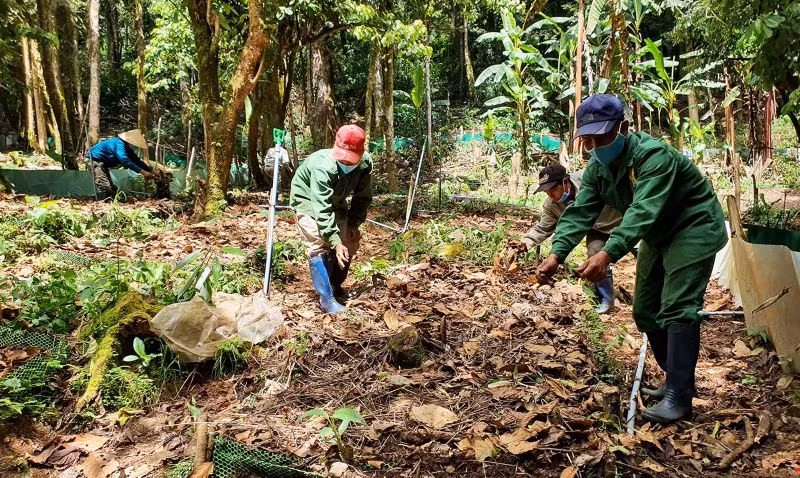 Công nhân Công ty cổ phần Sâm Ngọc Linh Kon Tum trồng sâm Ngọc Linh trong rừng già tại xã Măng Ri, huyện Tu Mơ Rông. Công nhân Công ty cổ phần Sâm Ngọc Linh Kon Tum trồng sâm Ngọc Linh trong rừng già tại xã Măng Ri, huyện Tu Mơ Rông.