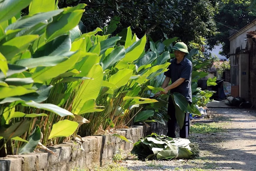 Đến làng Tràng Cát những ngày cận Tết, đâu đâu cũng thấy cảnh người dân thu hoạch lá dong. (Ảnh: Tuấn Anh/TTXVN) Đến làng Tràng Cát những ngày cận Tết, đâu đâu cũng thấy cảnh người dân thu hoạch lá dong. (Ảnh: Tuấn Anh/TTXVN)