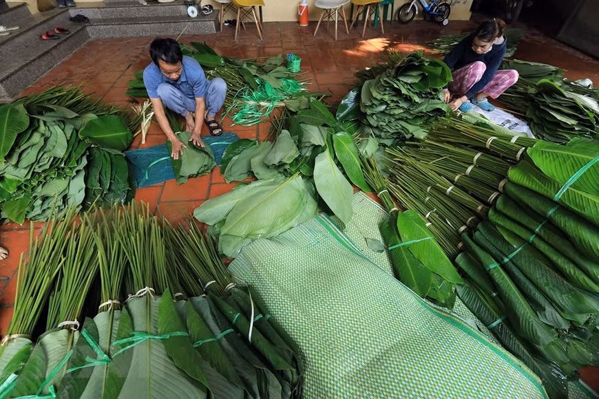 Lá dong thường được sắp 50 tàu/bó để thương lái tiện thu mua. (Ảnh: Phạm Hậu/TTXVN) Lá dong thường được sắp 50 tàu/bó để thương lái tiện thu mua. (Ảnh: Phạm Hậu/TTXVN)