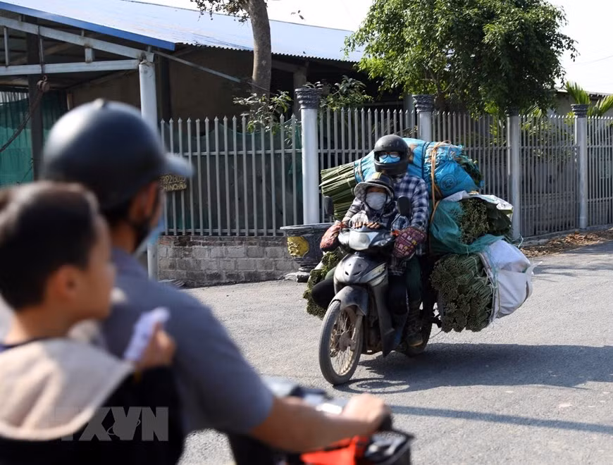 Dịp Tết năm nay, lá dong được thu mua tại vườn với giá 80.000-120.000 đồng/100 tàu. Dự kiến cận Tết, giá có thể tăng thêm. (Ảnh: Phạm Hậu/TTXVN) Dịp Tết năm nay, lá dong được thu mua tại vườn với giá 80.000-120.000 đồng/100 tàu. Dự kiến cận Tết, giá có thể tăng thêm. (Ảnh: Phạm Hậu/TTXVN)