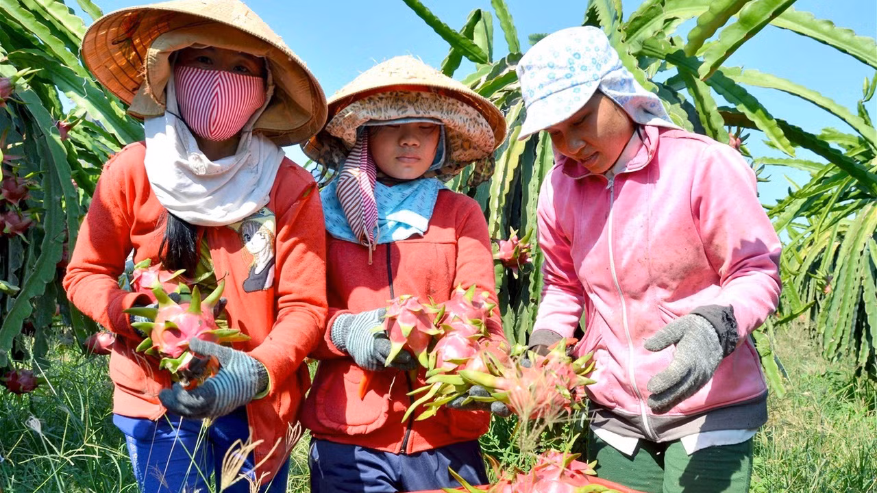 Nông sản là mặt hàng có nhiều thuận lợi khi xuất khẩu sang Trung Quốc. Nông sản là mặt hàng có nhiều thuận lợi khi xuất khẩu sang Trung Quốc.