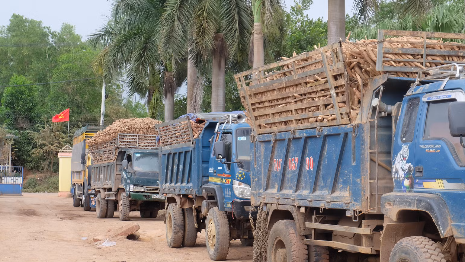 Xe ô-tô của Nhà máy chế biến tinh bột sắn Hướng Hóa (Quảng Trị) hoạt động hết công suất để kịp thu mua sắn cho người dân. Xe ô-tô của Nhà máy chế biến tinh bột sắn Hướng Hóa (Quảng Trị) hoạt động hết công suất để kịp thu mua sắn cho người dân.