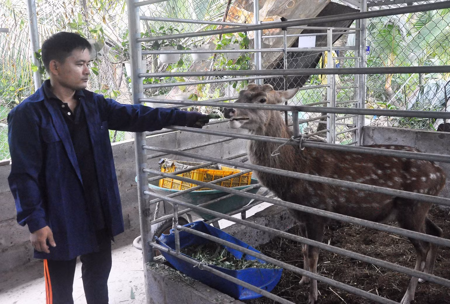 Trang trại nuôi hươu của thanh niên Nguyễn Hoàng Việt, xã Phú Kiết, huyện Chợ Gạo, tỉnh Tiền Giang. Trang trại nuôi hươu của thanh niên Nguyễn Hoàng Việt, xã Phú Kiết, huyện Chợ Gạo, tỉnh Tiền Giang.