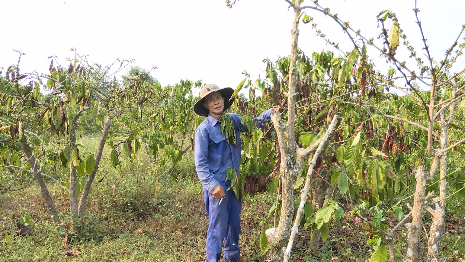 Ông Phạm Văn Tiệp bên diện tích cà-phê bị cháy lá do thời tiết nắng nóng kéo dài. Ông Phạm Văn Tiệp bên diện tích cà-phê bị cháy lá do thời tiết nắng nóng kéo dài.