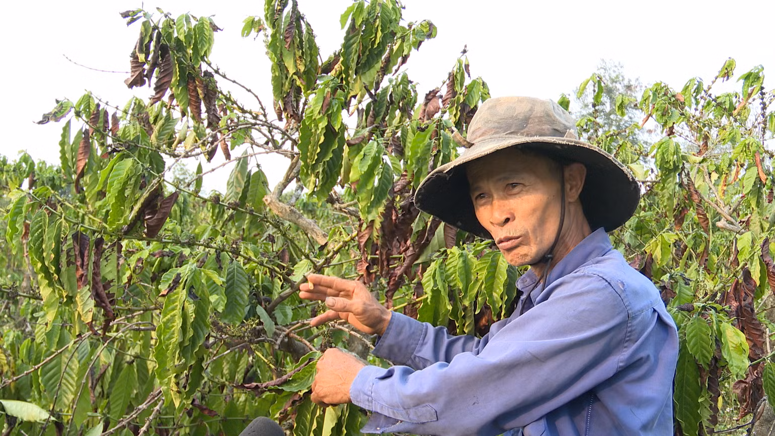 Cũng như nhiều hộ dân trên địa bàn huyện Đăk Hà, ông Phạm Văn Tiệp lo lắng một mùa vụ cà-phê thất thu. Cũng như nhiều hộ dân trên địa bàn huyện Đăk Hà, ông Phạm Văn Tiệp lo lắng một mùa vụ cà-phê thất thu.