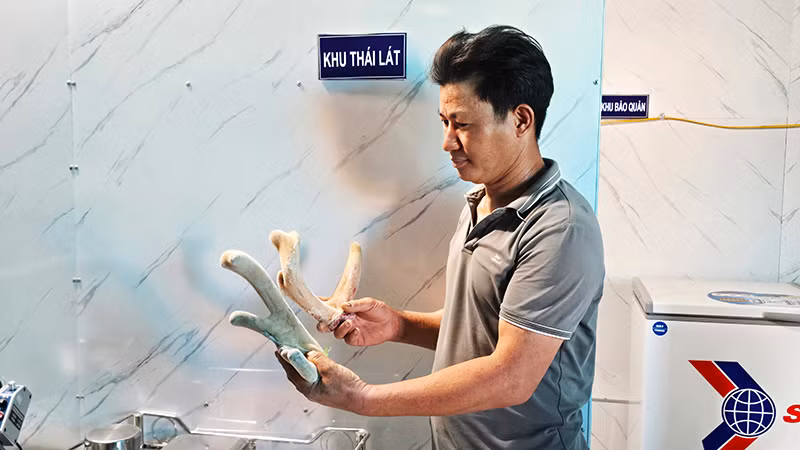 Nhung hươu mang lại giá trị kinh tế cao cho các hộ chăn nuôi.