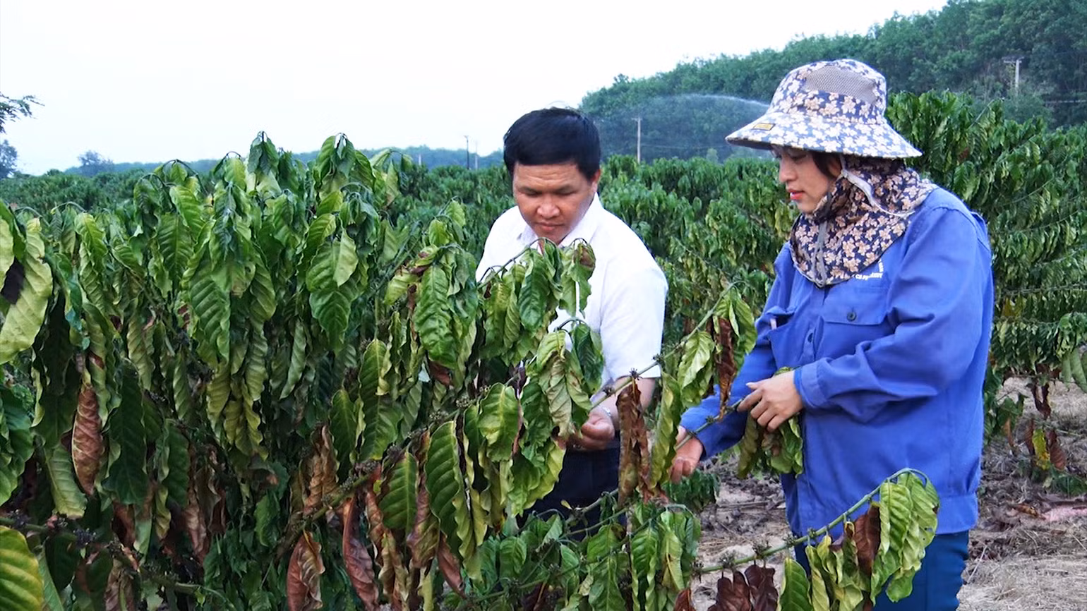 Nhiều cây cà-phê tái canh của gia đình chị Nguyễn Thị Hồng bị cháy lá, khô quả do thiếu nước tưới. Nhiều cây cà-phê tái canh của gia đình chị Nguyễn Thị Hồng bị cháy lá, khô quả do thiếu nước tưới.