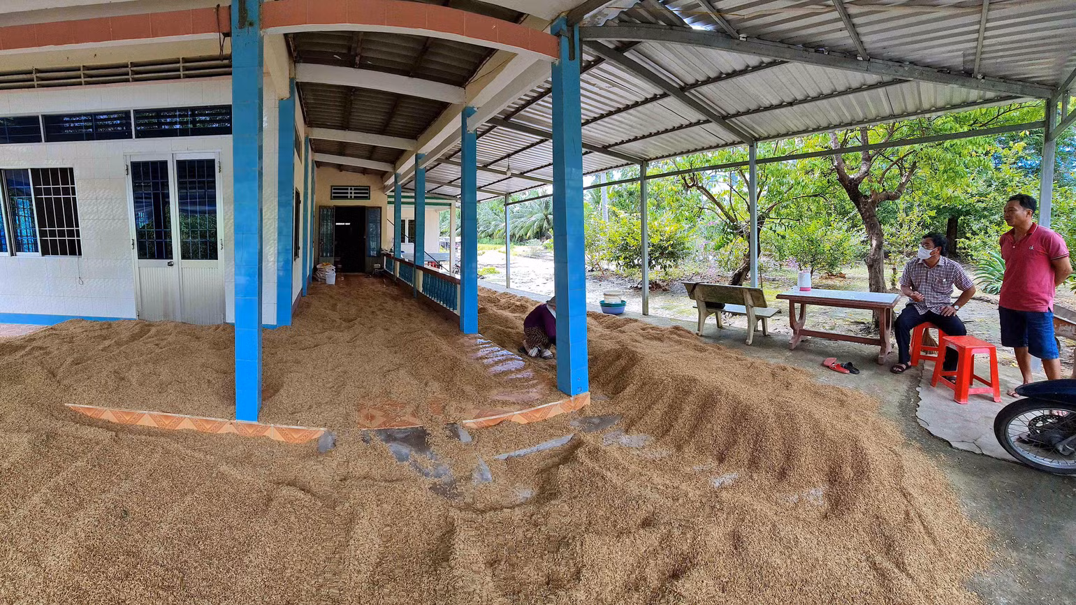 Gia đình ông Nguyễn Văn Lâm (ấp Phước Hoà, xã Biển Bạch Đông) tận dụng mọi mái che quanh nhà làm sân phơi lúa nhưng lúa vẫn bị ẩm vì thiếu nắng. Gia đình ông Nguyễn Văn Lâm (ấp Phước Hoà, xã Biển Bạch Đông) tận dụng mọi mái che quanh nhà làm sân phơi lúa nhưng lúa vẫn bị ẩm vì thiếu nắng.