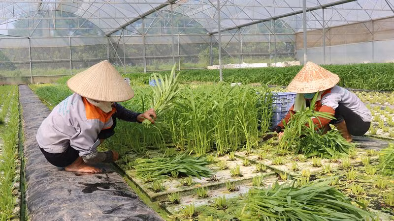Mô hình nông nghiệp công nghệ cao của Nguyễn Thị Trâm, xã Minh Tân, huyện Lương Tài, tỉnh Bắc Ninh tạo công ăn việc làm cho hàng chục lao động địa phương. Mô hình nông nghiệp công nghệ cao của Nguyễn Thị Trâm, xã Minh Tân, huyện Lương Tài, tỉnh Bắc Ninh tạo công ăn việc làm cho hàng chục lao động địa phương.