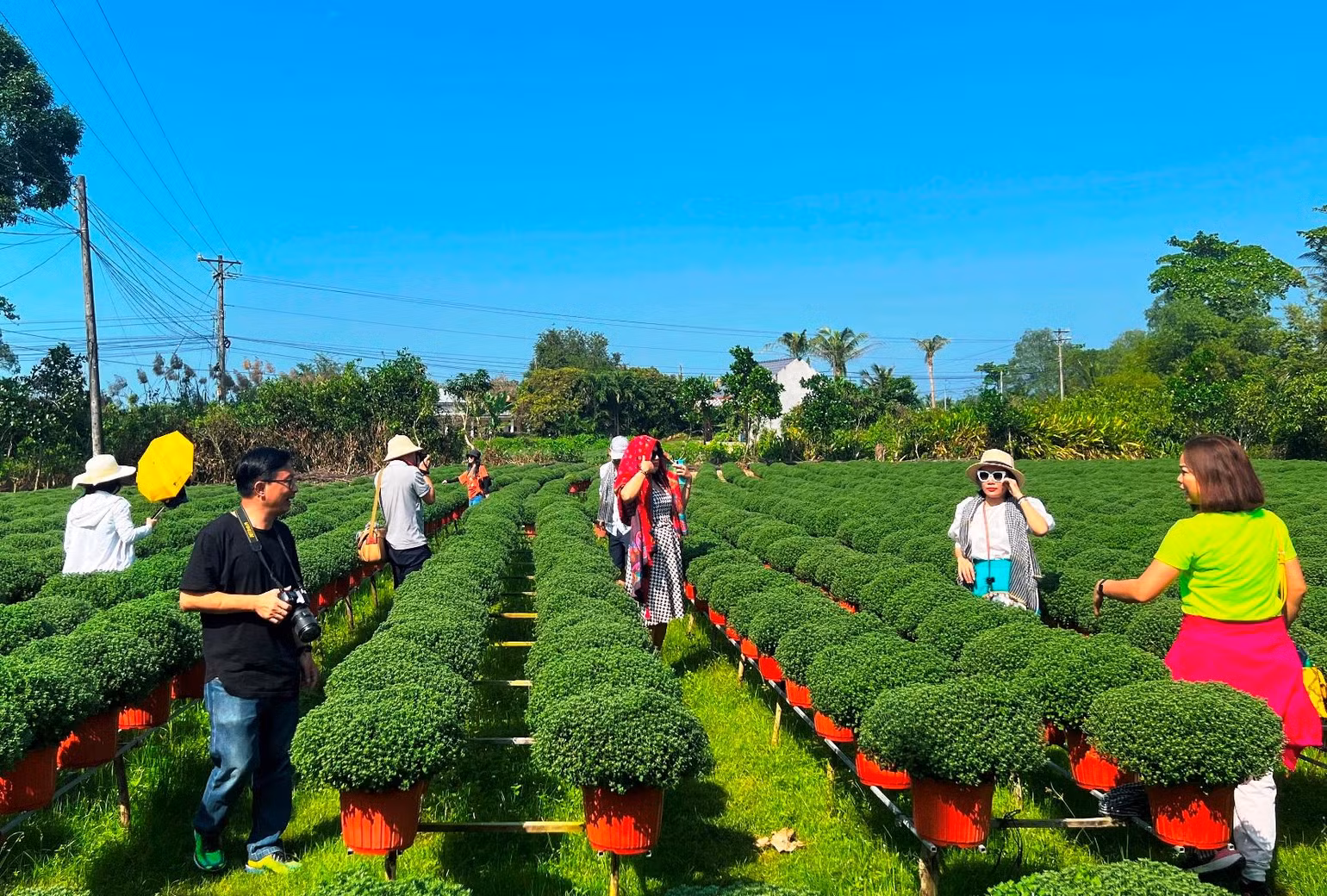Mùa sản xuất hoa Tết thu hút khá đông khách du lịch đến tham quan, chụp ảnh. Mùa sản xuất hoa Tết thu hút khá đông khách du lịch đến tham quan, chụp ảnh.