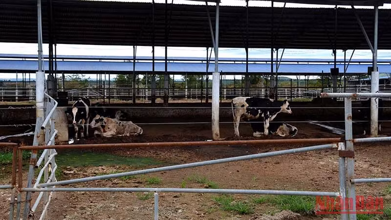 Vài con bò thịt trong trang trại được một công ty khác thuê chuồng để nuôi.