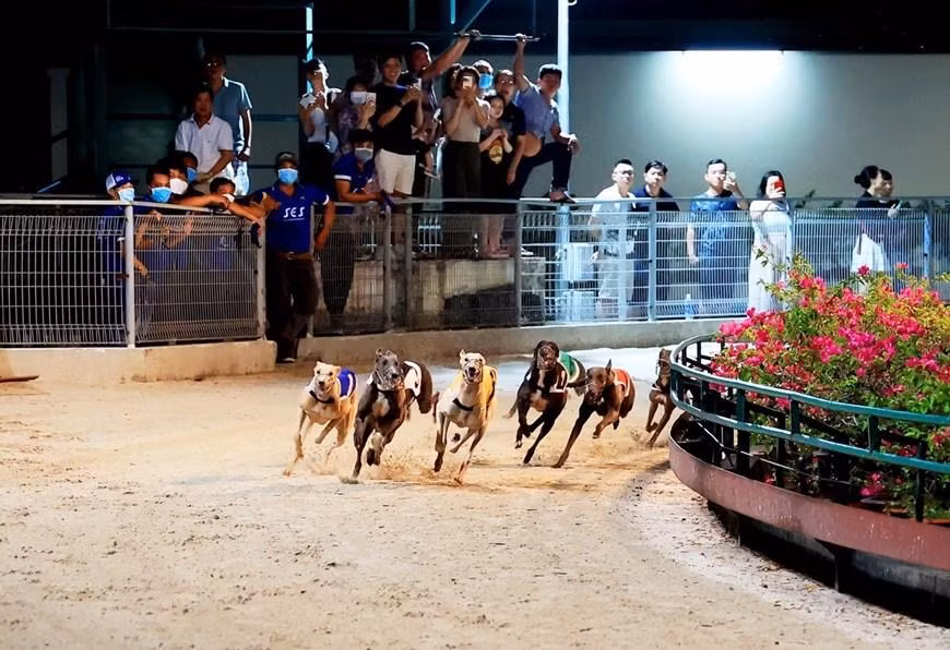 Trận đua chó tại Trường đua chó Greyhound. (Ảnh: Hồng Đạt/TTXVN) Trận đua chó tại Trường đua chó Greyhound. (Ảnh: Hồng Đạt/TTXVN)