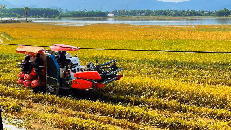 Phương tiện cơ giới thu hoạch lúa chín ở huyện Nông Cống, tỉnh Thanh Hóa.