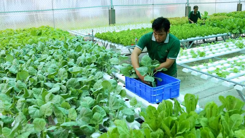 Sản xuất và xuất khẩu nông sản hữu cơ còn phải đối diện với nhiều thách thức. Sản xuất và xuất khẩu nông sản hữu cơ còn phải đối diện với nhiều thách thức.