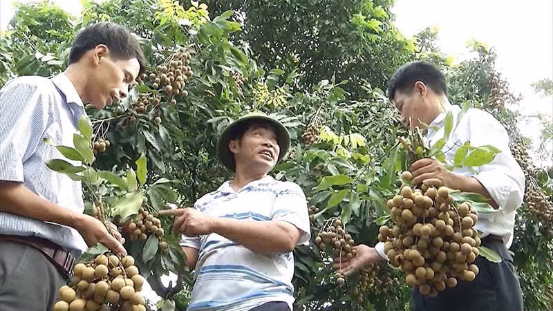Trồng nhãn trái vụ, cho hiệu quả kinh tế cao ở Mộc Nam, Duy Tiên. Trồng nhãn trái vụ, cho hiệu quả kinh tế cao ở Mộc Nam, Duy Tiên.