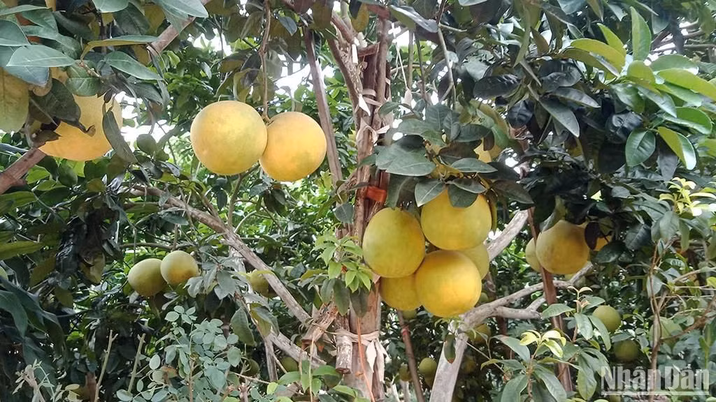 Dù xuất hiện đã lâu, song phải đến thời gian gần đây, bưởi Thồ Bạch Hạ mới được nhiều người biết tới và trở nên nổi tiếng. Dù xuất hiện đã lâu, song phải đến thời gian gần đây, bưởi Thồ Bạch Hạ mới được nhiều người biết tới và trở nên nổi tiếng.