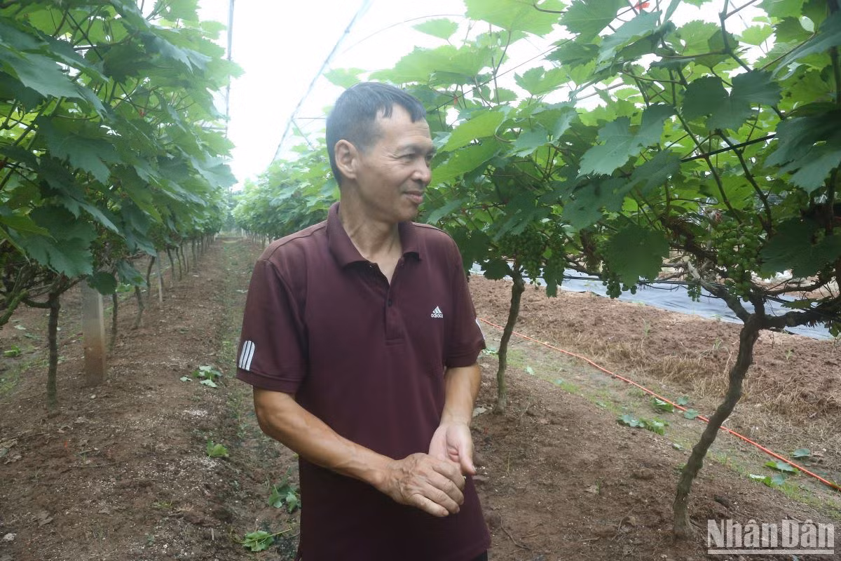 Ông Nguyễn Hữu Vinh trong vườn nho của mình.. Ông Nguyễn Hữu Vinh trong vườn nho của mình..
