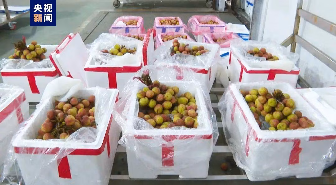 Vải thiều chín sớm của Việt Nam được tiêu thụ sang Trung Quốc. (Ảnh: CCTV)