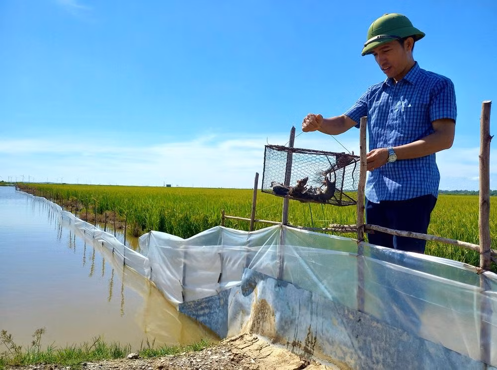 Vừa dựng hàng rào, vừa sử dụng bẫy bắt chuột tại Hợp tác xã Thống Nhất, xã An Ninh, huyện Quảng Ninh. Vừa dựng hàng rào, vừa sử dụng bẫy bắt chuột tại Hợp tác xã Thống Nhất, xã An Ninh, huyện Quảng Ninh.