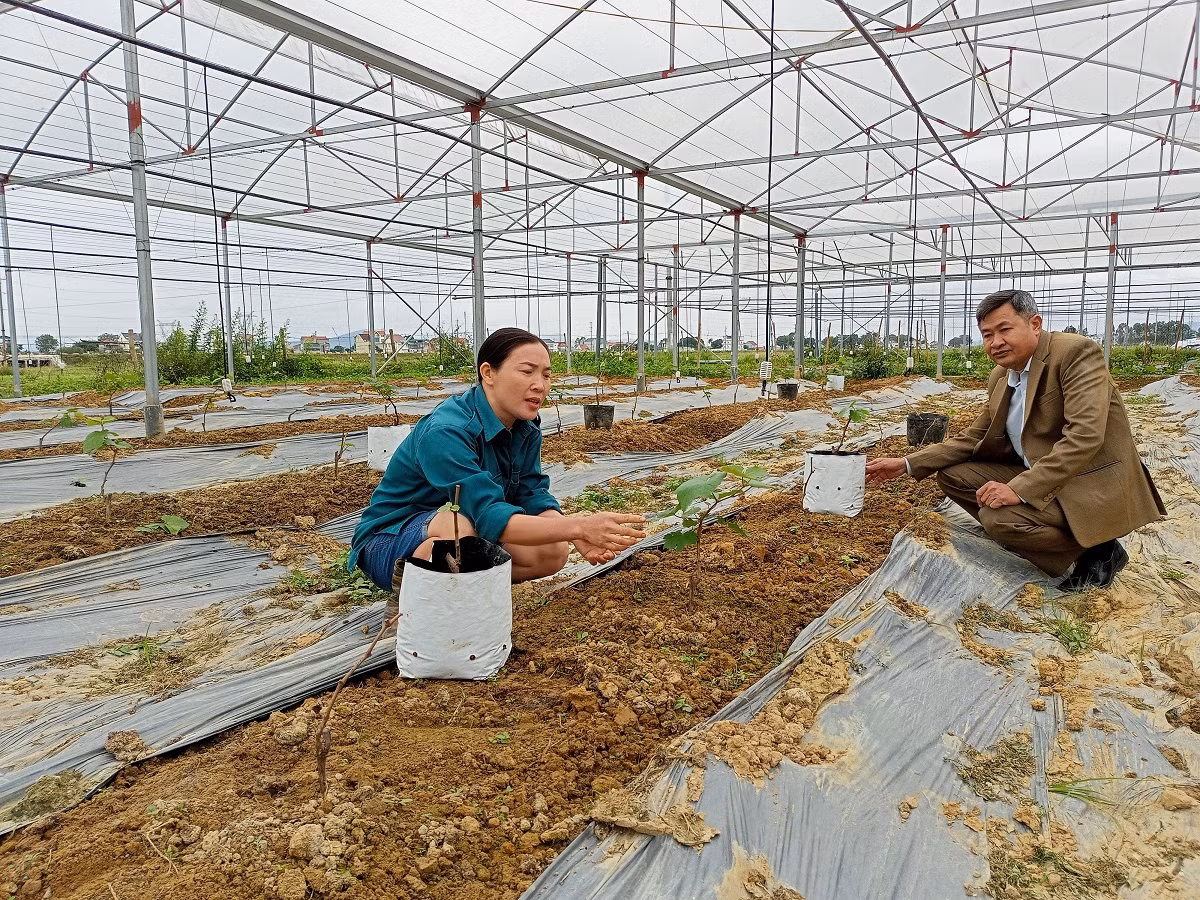 Thí điểm trồng nho trong nhà lưới để làm du lịch canh nông ở Xuân Thành. Thí điểm trồng nho trong nhà lưới để làm du lịch canh nông ở Xuân Thành.
