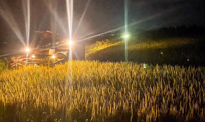 Huy động máy gặt làm việc "xuyên" đêm để "chạy" bão. Huy động máy gặt làm việc "xuyên" đêm để "chạy" bão.