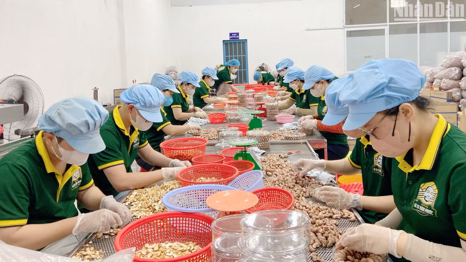 Chế biến hạt điều tại "thủ phủ điều" Bình Phước. Chế biến hạt điều tại "thủ phủ điều" Bình Phước.
