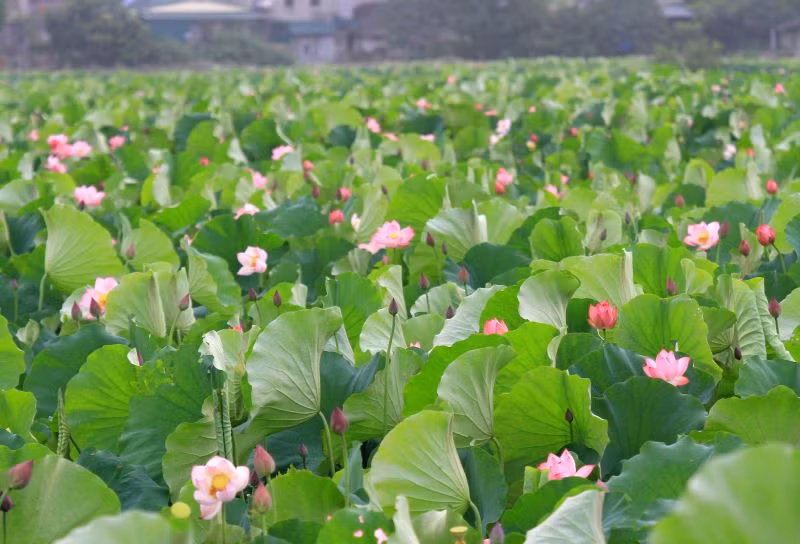 Quận Tây Hồ đang khôi phục diện tích trồng sen chung quanh khu vực hồ Tây. Ảnh: Duy Linh.
