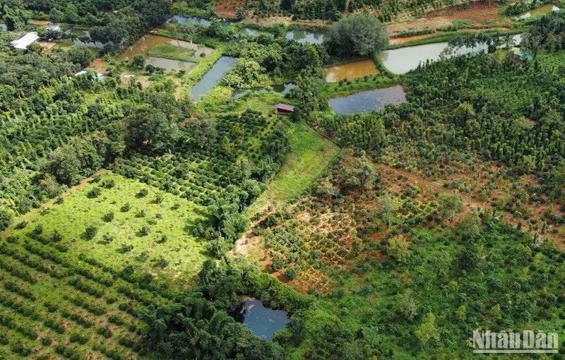 Nước thải từ các trang trại chăn nuôi chảy ra môi trường làm ô nhiễm sông suối, thiệt hại tài sản của nhân dân đến nay vẫn chưa được xử lý thỏa đáng. Nước thải từ các trang trại chăn nuôi chảy ra môi trường làm ô nhiễm sông suối, thiệt hại tài sản của nhân dân đến nay vẫn chưa được xử lý thỏa đáng.