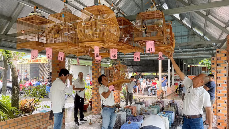 Hội thi chim hót. Hội thi chim hót.