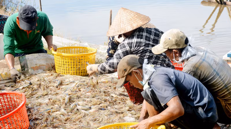 Nông dân xã Đông Thái, huyện An Biên thu hoạch tôm.