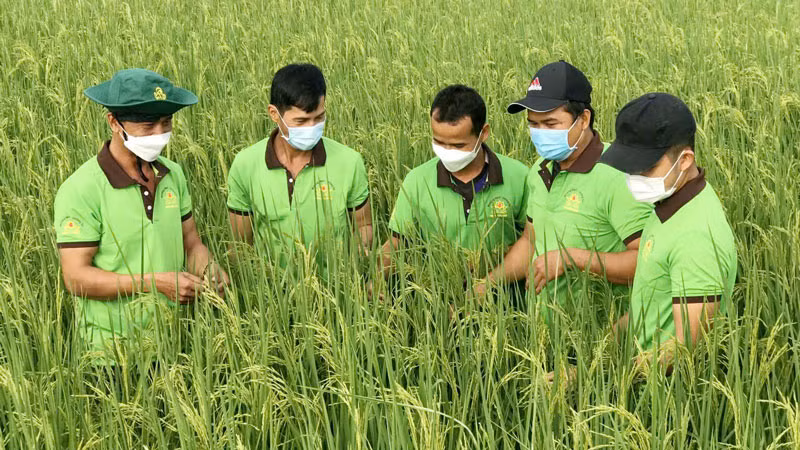 Ông Danh Na (bên trái) cùng thành viên Hợp tác xã nông nghiệp Bào Láng trao đổi kinh nghiệm canh tác lúa chất lượng cao. Ông Danh Na (bên trái) cùng thành viên Hợp tác xã nông nghiệp Bào Láng trao đổi kinh nghiệm canh tác lúa chất lượng cao.