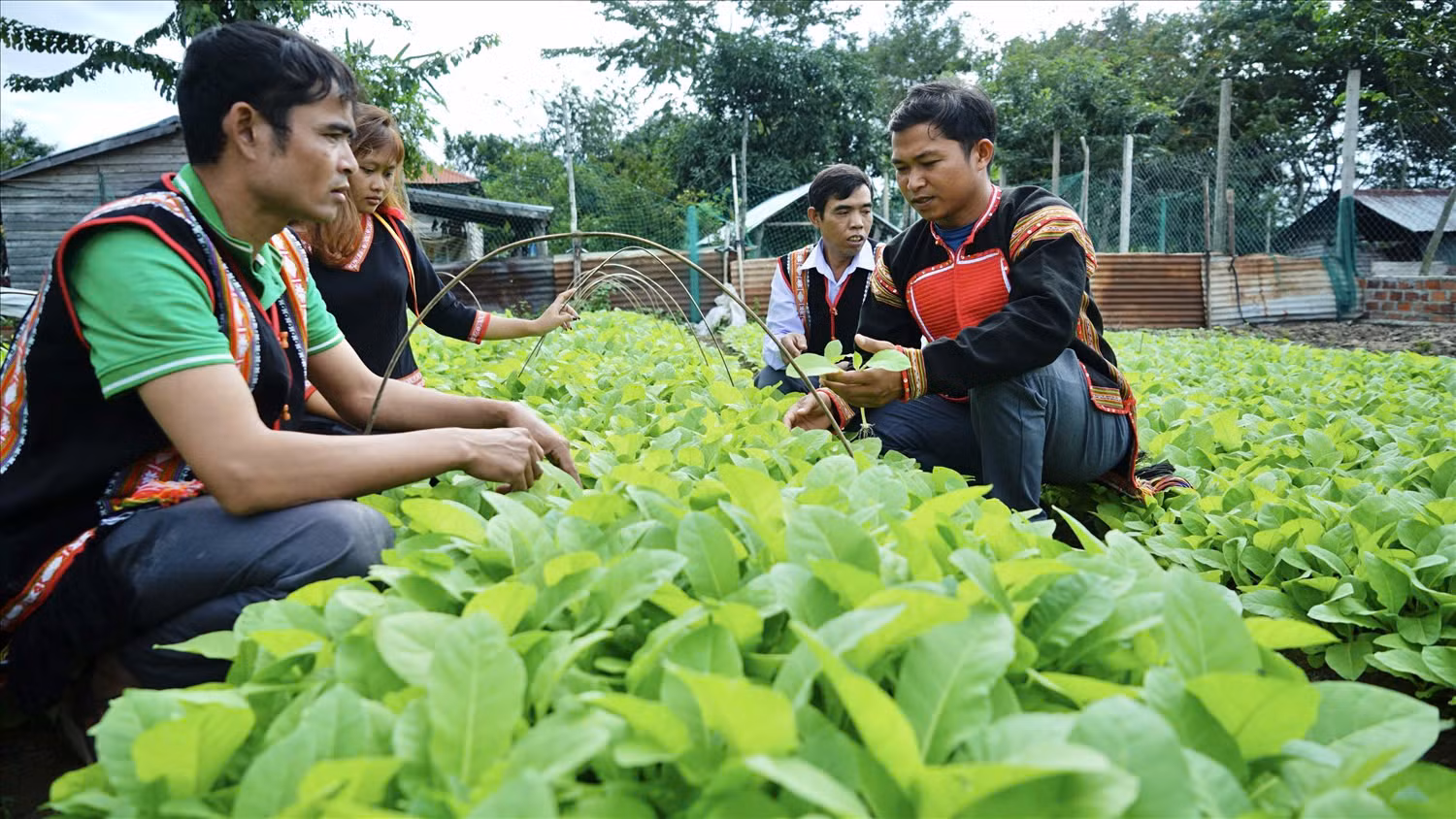 Hợp tác xã Nông nghiệp và Dịch vụ thanh niên xã Đất Bằng liên kết tiêu thụ nông sản của địa phương.