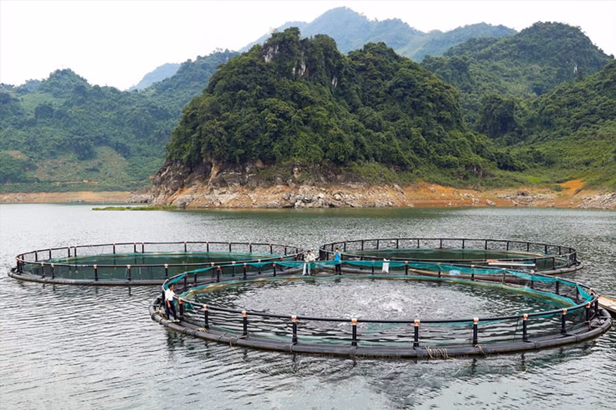 Trung tâm Khuyến nông tỉnh Hòa Bình thực hiện mô hình “Nuôi cá lăng nha trong lồng tại hồ chứa thủy điện Sơn La, tỉnh Hòa Bình theo tiêu chuẩn VietGAP gắn với liên kết tiêu thụ sản phẩm”. (Ảnh: NGỌC DIỆP)