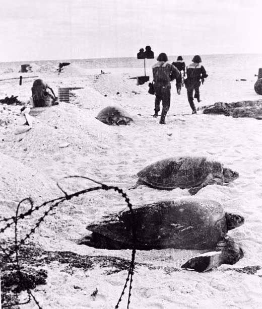 Từ ngày 14-29/4/1975, Đoàn đặc công hải quân 126 (tiền thân của Lữ đoàn Đặc công 126 Hải quân ngày nay) đã giải phóng hầu hết các đảo trong quần đảo Trường Sa, góp phần quan trọng vào thắng lợi trọn vẹn của công cuộc giải phóng hoàn toàn miền nam, thống nhất Tổ quốc. Trong ảnh: Lực lượng Đặc công hải quân Đoàn 126 tấn công giải phóng đảo Sơn Ca, quần đảo Trường Sa, ngày 25/4/1975. (Ảnh: Lê Nhật/TTXVN phát)